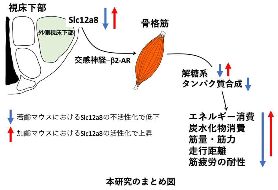 本研究のまとめ図