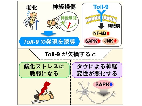 老化や神経変性疾患におけるToll-9の役割。Toll-9は老化や神経損傷により誘導され，アルツハイマー病の発症に関わる神経変性に対して保護作用を持つことを，ショウジョウバエモデルを用いた実験から明らかにした。