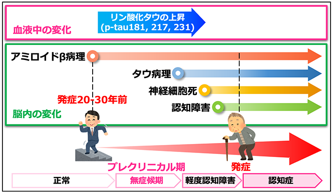 アルツハイマー病を超早期に検出する血液バイオマーカー リン酸化タウ(p-tau217)が、脳内のアミロイド斑に反応した神経シナプス活動を反映している可能性を見出しました〜以前から用いられてきたリン酸化タウ(p-tau181)とは機能的に異なるバイオマーカーとして使用できる可能性〜
