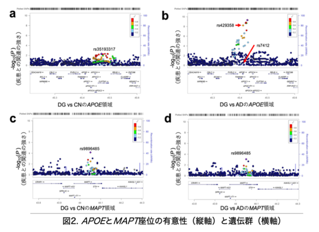 図2. APOEとMAPT座位の優位性(縦軸)と遺伝軍(横軸)