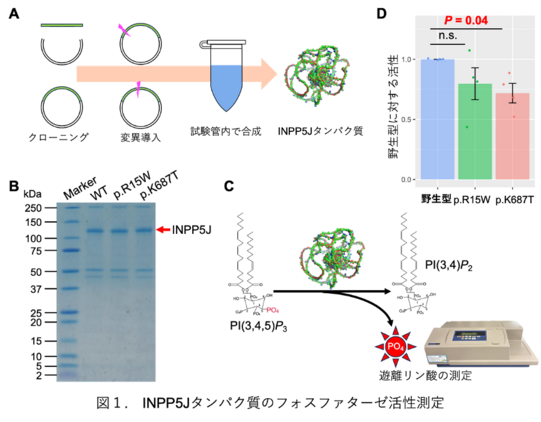 東アジア人特異的な新規アルツハイマー病発症リスク遺伝子変異を発見
