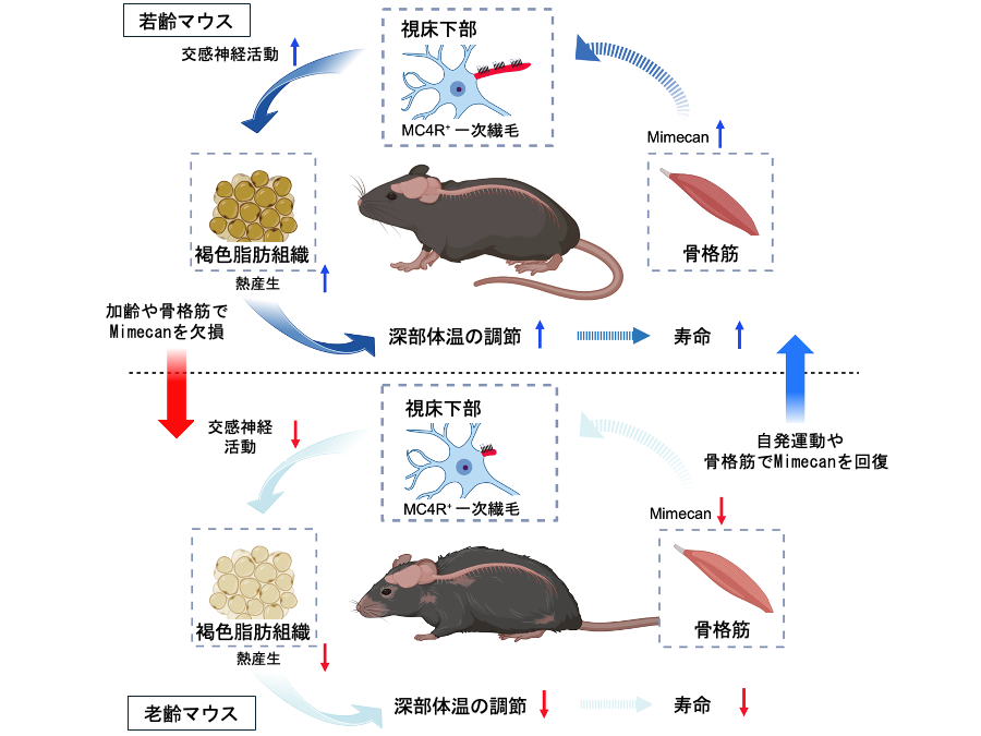 骨格筋由来因子が老化・寿命を制御～ Mimecanが深部体温調節と寿命延長に関与～