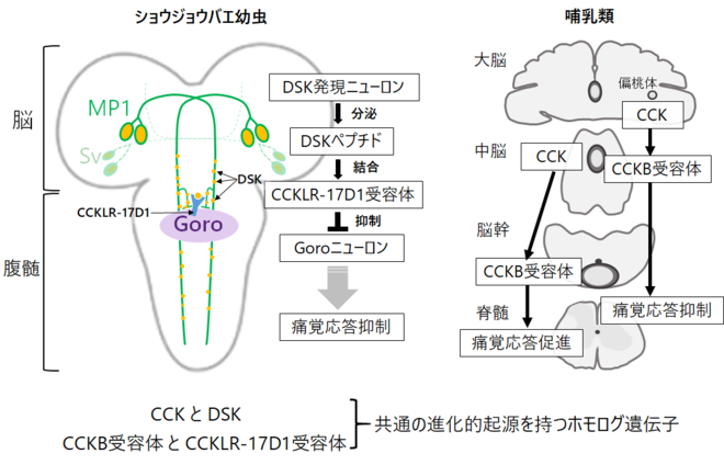 ショウジョウバエ幼虫には、脳のDSK発現ニューロンが腹髄で痛覚介在ニューロンの活動抑制を通じて幼虫の痛覚応答を抑制する下行性痛覚抑制経路が存在する。一方哺乳類には、CCKとCCKB受容体による脳から脊髄へのシグナル伝達によって痛覚応答が抑制または促進される下行性痛覚応答制御経路が存在する。