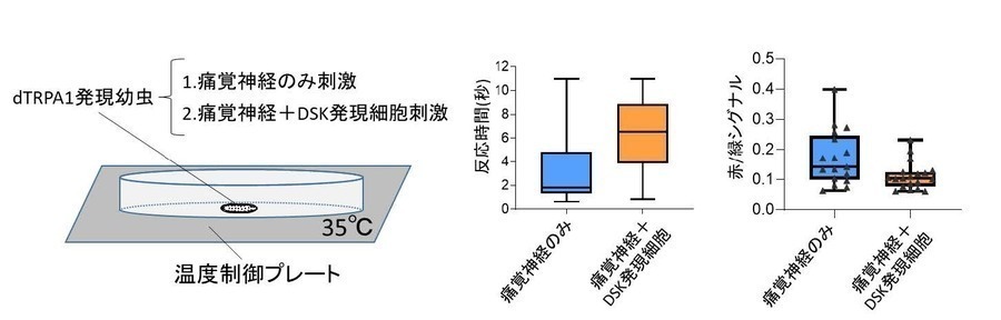 dTRPA1は温度による神経刺激を可能にするツールである。本研究で痛覚神経とDSK発現神経を同時に発火させると、痛覚神経のみを発火させた時に比べて痛覚応答が見られるまでの時間が長くなり、また痛覚介在ニューロンの活動も抑制されたことから、DSK発現神経の活動が痛覚応答を抑制することがわかった。