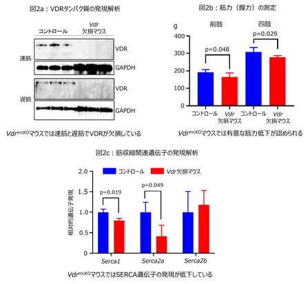 図2a:VDRタンパク質の発現解析。VdrmcKOマウスでは速筋と遅筋でVDRが欠損している。図2b:筋力(握力)の測定。VdrmcKOマウスでは有意な筋力低下が認められる。図2c:緊縮関連遺伝子の発現解析。VdrmcKOマウスではSERCA遺伝子の発現が低下している。