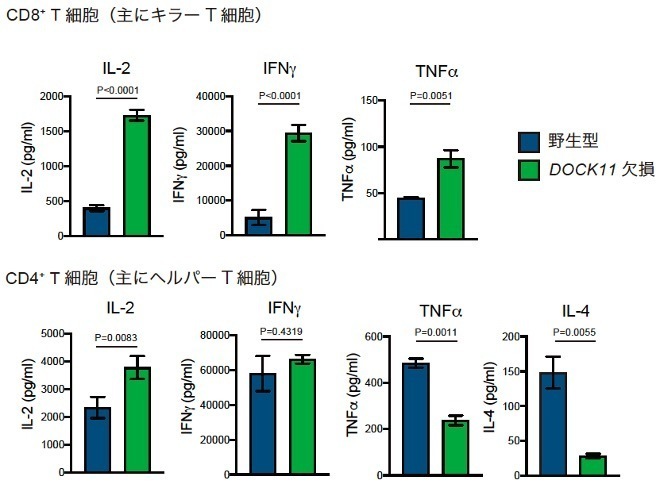 Role of DOCK11 in the antigen-induced cytokine production of murine T cells. 