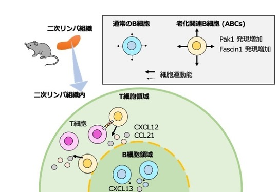 老化に関連した免疫細胞が組織内を活発に運動するメカニズムを解明