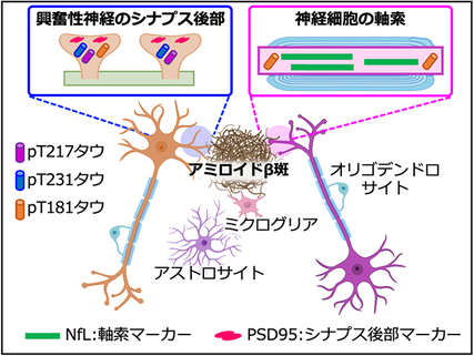 アミロイドβ斑周囲のリン酸化タウタンパク質の局在 