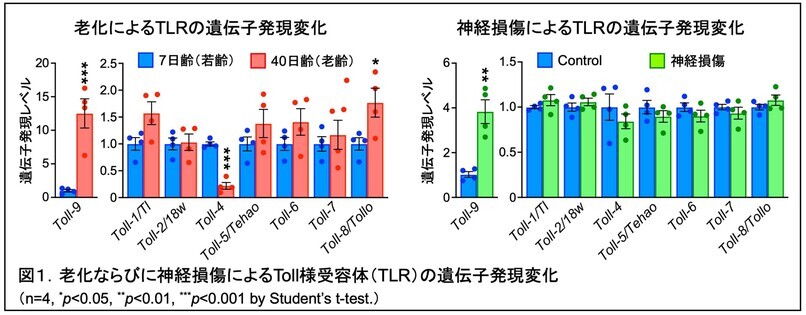 老化ならびに神経損傷によるToll様受容体の遺伝子発現変化