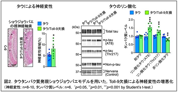 タウタンパク質発現ショウジョウバエモデルを用いた,Toll-9欠損による神経変性の増悪化