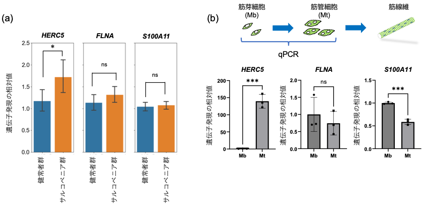 図３　血液、筋肉でのHERC5、FLNA、S100A11の遺伝子発現検証