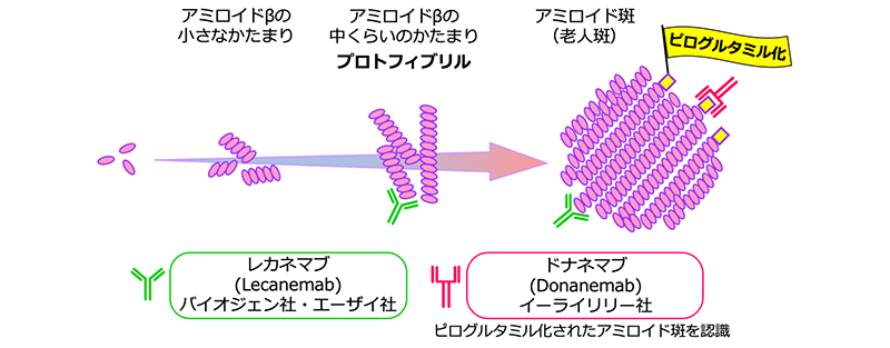 レカネマブとドナネマブの違いは,結合するアミロイドベータのかたまり(凝集体)の種類が異なる点にある。レカネマブは「プロトフィブリル」というアミロイドベータの中くらいのかたまりと,より大きなかたまりのアミロイド斑の両方に結合すると考えられている。一方ドナネマブは,脳に沈着してからしばらく時間が経ち,「ピログルタミル化」という目印のついたアミロイド斑に選択的に結合する。
